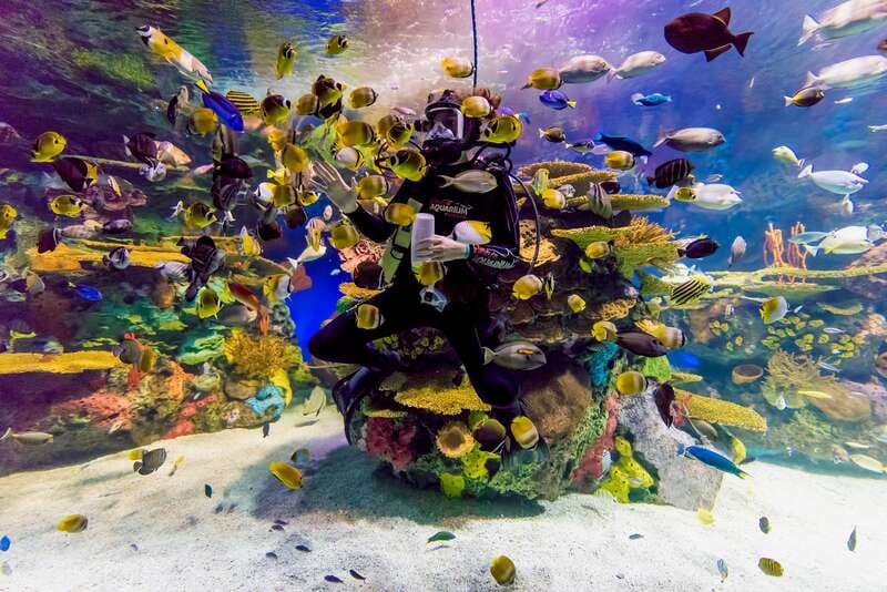 Ripley's Aquarium: Sharks After Dark Entry (After 5PM) - What Sharks After Dark really means