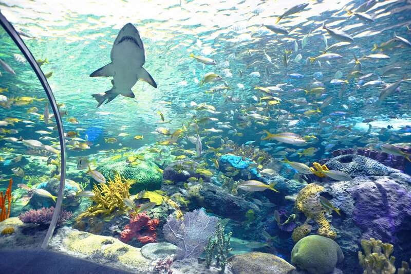 Ripley's Aquarium: Sharks After Dark Entry (After 5PM) - Jazz Friday on the second Friday of the month
