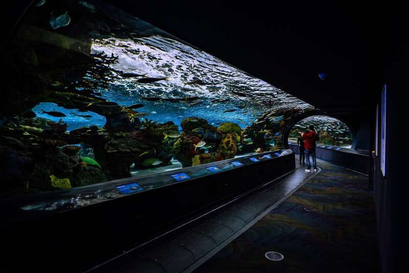 Ripley's Aquarium: Sharks After Dark Entry (After 5PM) - Crowds, photos, and the practical drawbacks