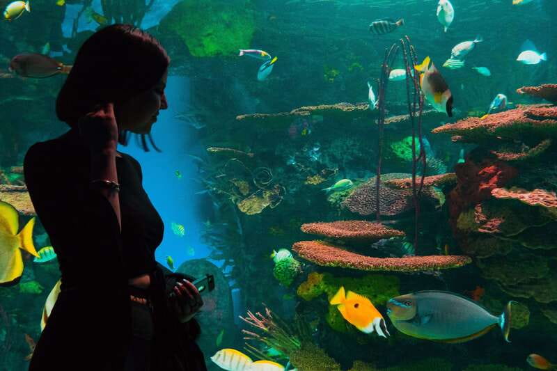 Ripley's Aquarium: Sharks After Dark Entry (After 5PM) - Who should book this evening visit