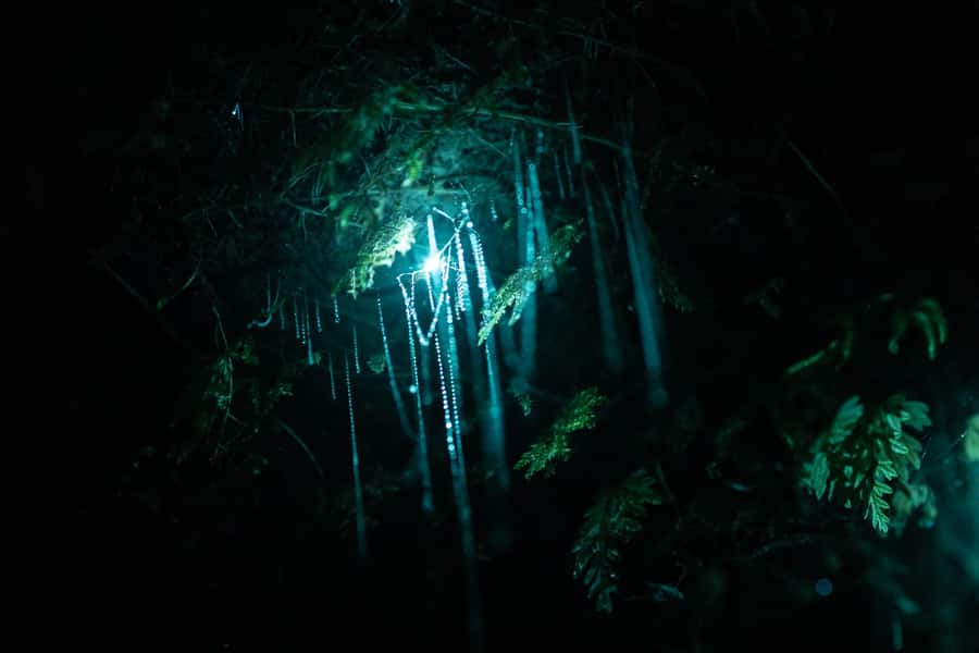 Rotorua: Glow Worm Kayak Tour - Inside the glow worm caves