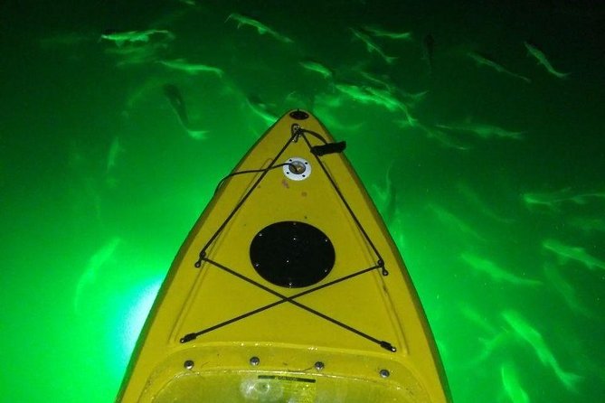 Sharkeys Glass Bottom Fish Feeding LED Night Tour St. Pete Beach - Fish feeding in Boca Ciega Bay