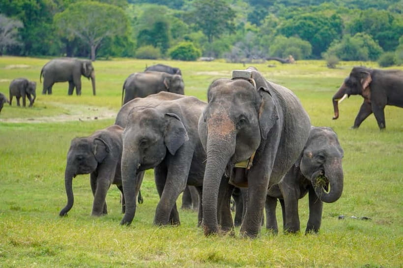 Sigiriya Lion Rock & Evening Safari Full Day Private Tour - Why this pairing works so well