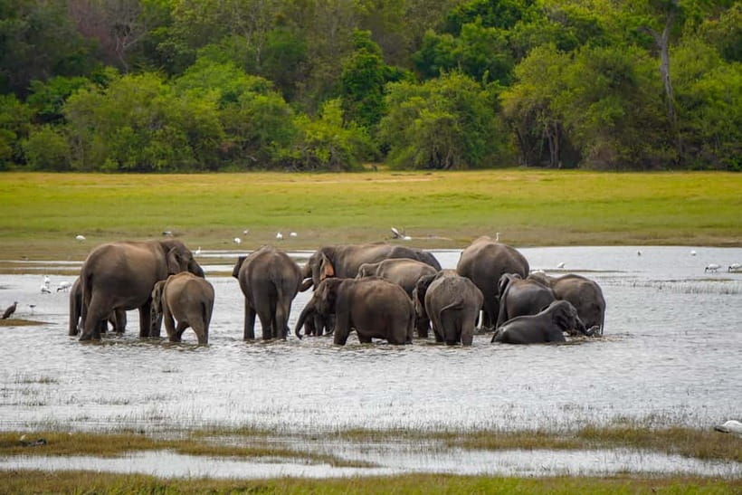 Sigiriya Lion Rock & Evening Safari Full Day Private Tour - Starting from Dambulla, Kandalama, Sigiriya, or Habarana