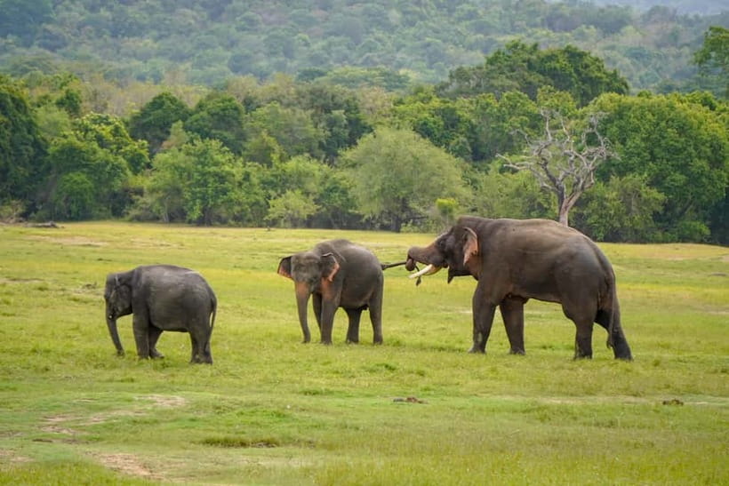 Sigiriya Lion Rock & Evening Safari Full Day Private Tour - The lunch stop and the gap in the price