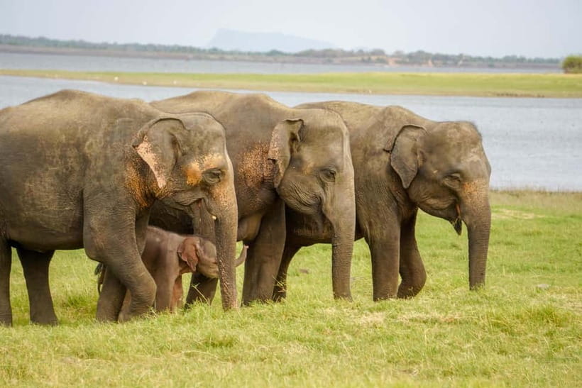 Sigiriya Lion Rock & Evening Safari Full Day Private Tour - Climbing Sigiriya Lion Rock in three hours