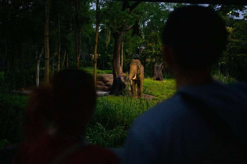 Singapore: Night Safari Entry Ticket with Tram Ride - Entering at 7:15 pm and choosing your pace