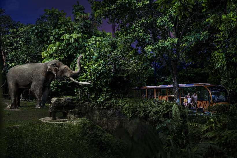Singapore: Night Safari Entry Ticket with Tram Ride - Leopard Trail and the walking routes