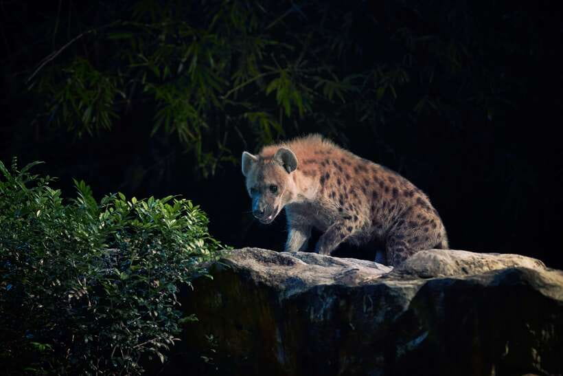 Singapore: Night Safari Entry Ticket with Tram Ride - Wallabies in the Outback