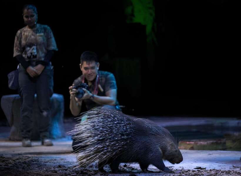 Singapore: Night Safari Entry Ticket with Tram Ride - Creatures of the Night and the Twilight Performance