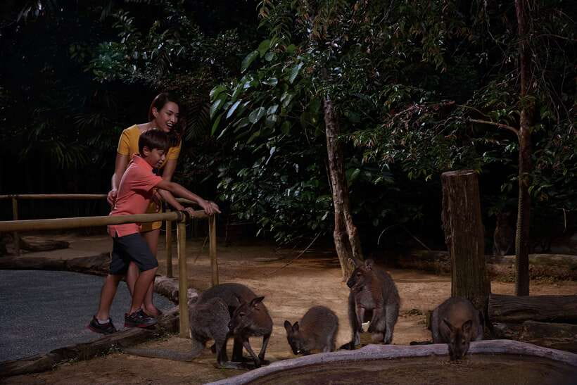 Singapore: Night Safari Entry Ticket with Tram Ride - Who will enjoy this ticket most