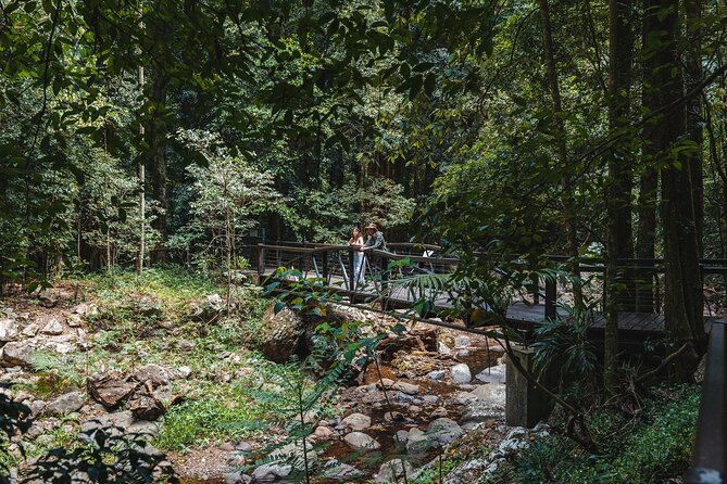 Springbrook andTamborine Rainforest Tour Incl Natural Bridge and Glow Worm Cave - Gallery Walk, lunch time, and mountain views