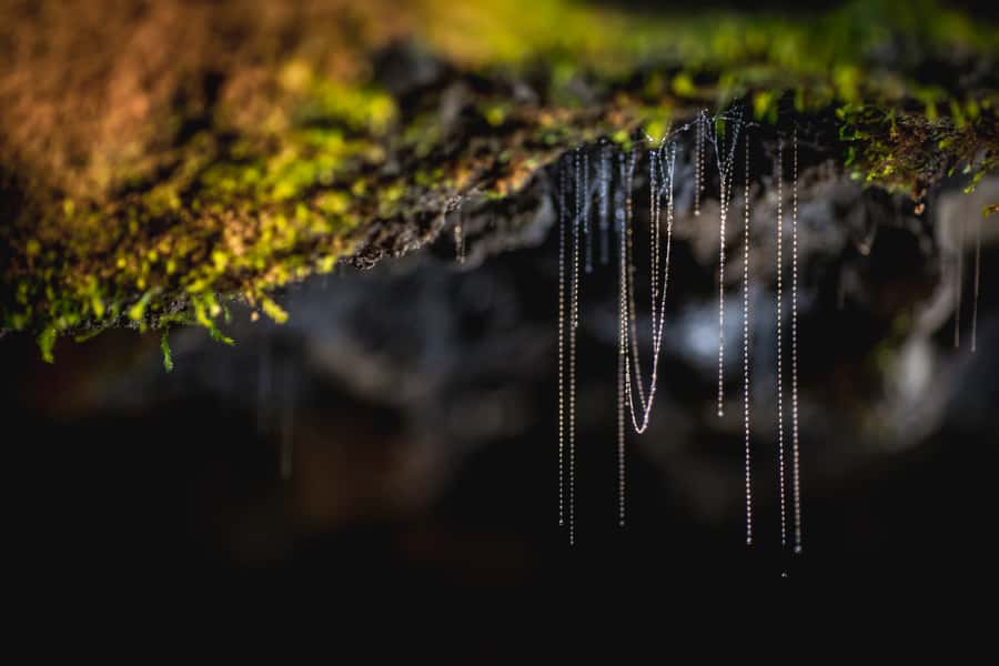 Te Anau: Glowworm Caves Guided Tour - Practical tips for a smoother visit
