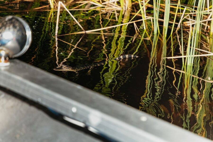 The Everglades: 1-Hour Airboat Night Tour - The animal exhibits add value before or after the boat
