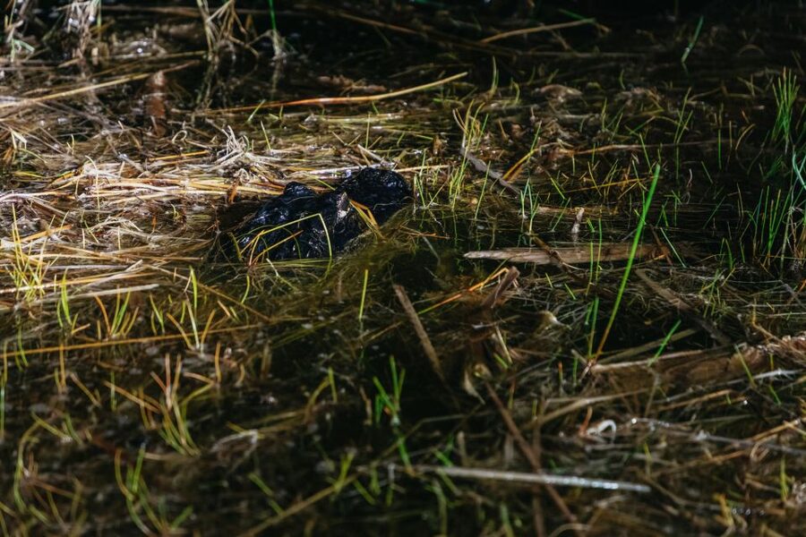 The Everglades: 1-Hour Airboat Night Tour - Should you book this night airboat tour?