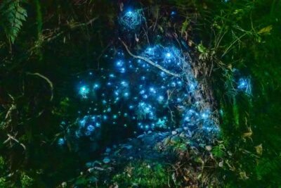 Waitomo: Glowworm Caves Guided Tour by Boat